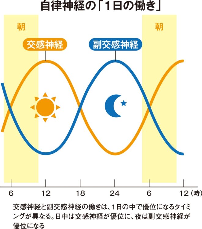 自律神経の「1日の働き」