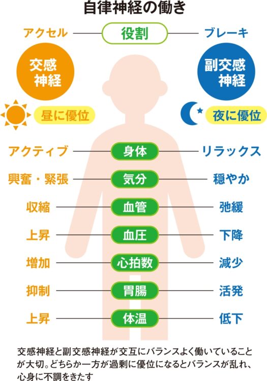 自律神経の働き