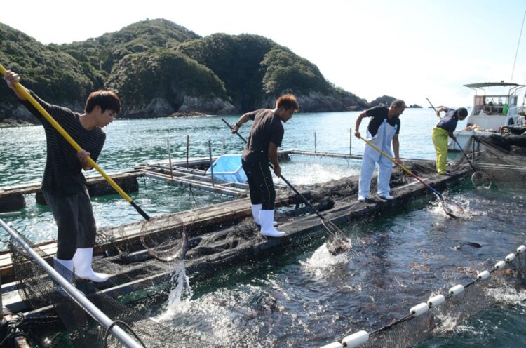 真鯛を生産する橋本純さんの養殖場