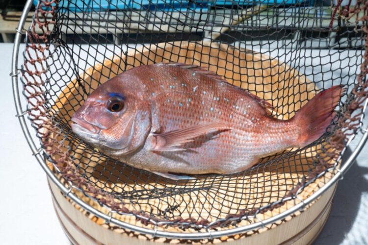 尾頭付きの真鯛を食べたことのない消費者も多かった