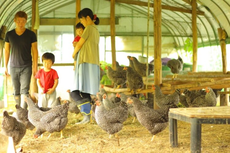 菊地さんの養鶏場。自然に近い環境で育てている