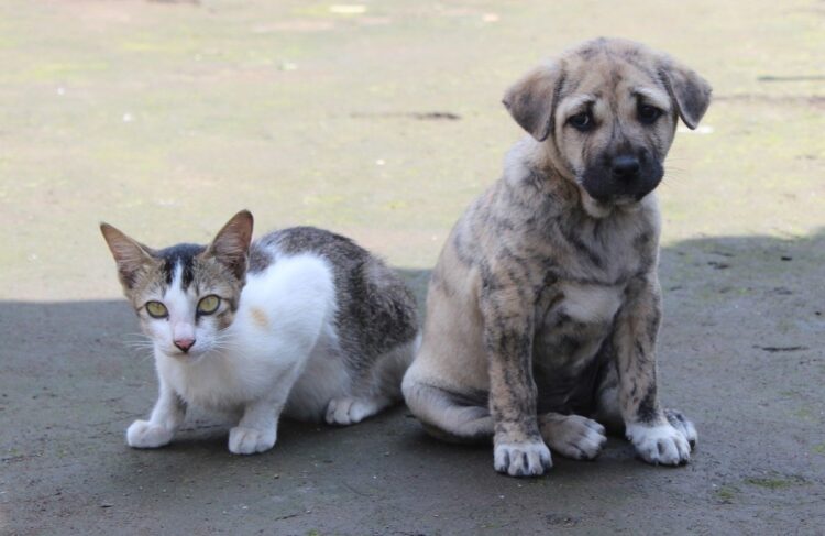 数字がとれる犬猫動画を日々ネットで追いかけるテレビマンの嘆息 Newsポストセブン