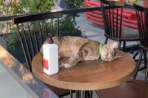 トルコでは猫に席を取られることもある（笑）。