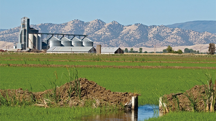 日本とは異なるカリフォルニアの田園風景──ここで育つカルローズは「カリフォルニアのバラ」の意（写真はUSAライス連合会HPより）