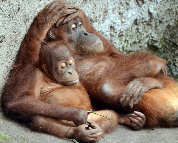 オランウータン（写真／GettyImages）