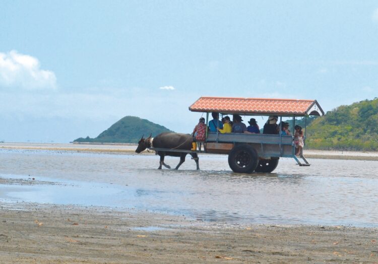 沖縄・由布島の水牛車（C）OCVB