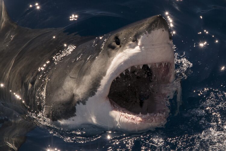 人食いサメの目撃事例が多発（写真／GettyImages）