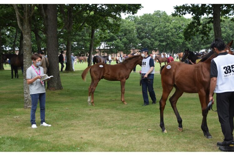 セリ当日の朝、展示された上場馬の最終チェックをする蛯名正義・調教師