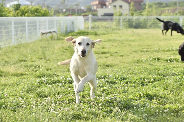 ビー（雌、13才）は唯一のベージュの毛並み。既に現役は引退しているが、集中力が高く、がん判定が得意だった