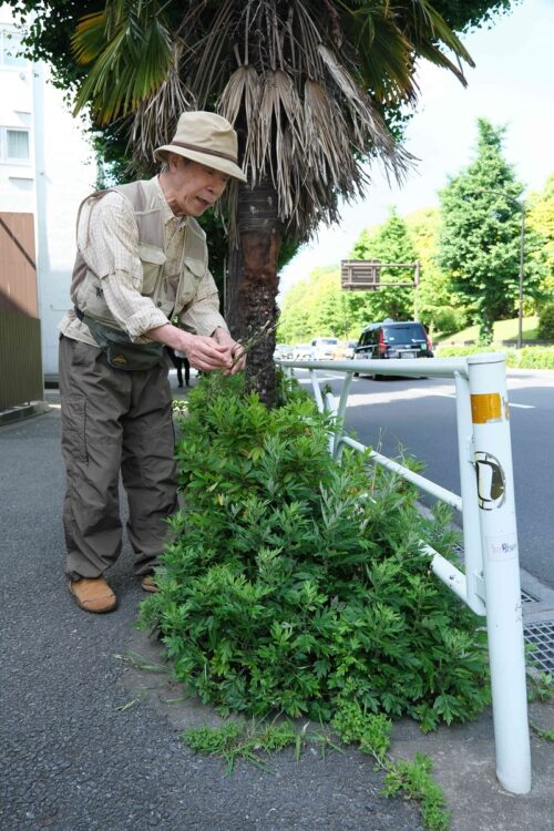 食べられる野草を見分けることができる