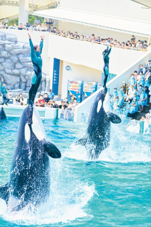シャチが3年ぶりの水しぶき!