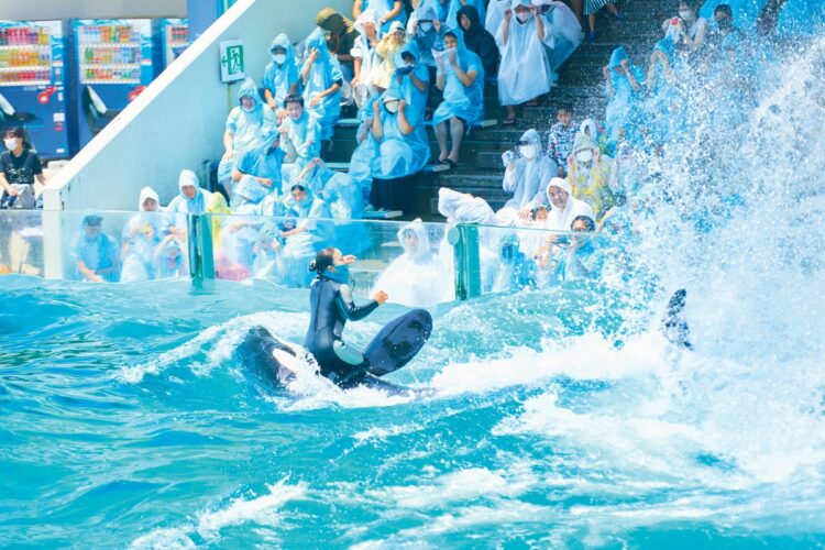 シャチの水しぶきは、雨合羽を着てもビショ濡れになるほど