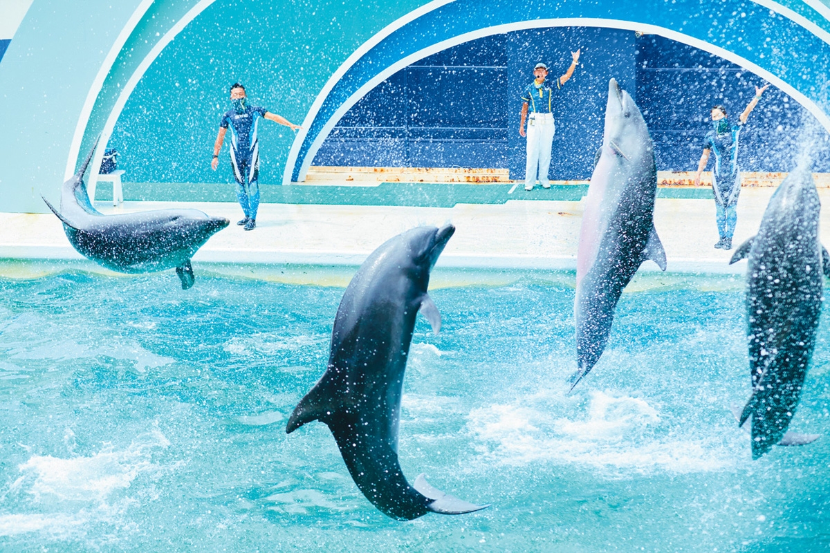 シャチも3年ぶりに水しぶき 真夏の 鴨川シーワールド 動物とスタッフたちの奮闘 Newsポストセブン シャチも3年ぶりに水しぶき 真夏の 鴨川シーワールド 動物とスタッフたちの奮闘 Newsポストセブン