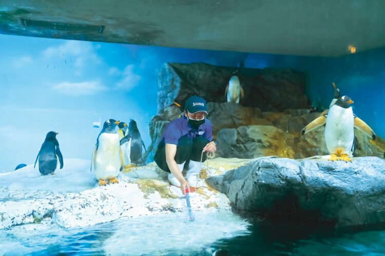 真夏でも快適な水温を保つきめ細かい管理体制。ペンギンたちの暮らす水槽で、飼育員が水温を測る