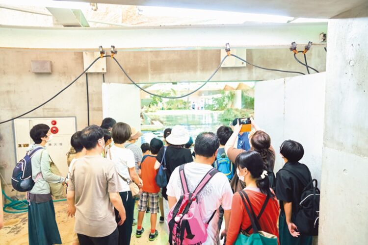 「水族館まるごとウォッチング」で“裏側”を覗き見る!バックヤードからプールの様子を見学することもできる