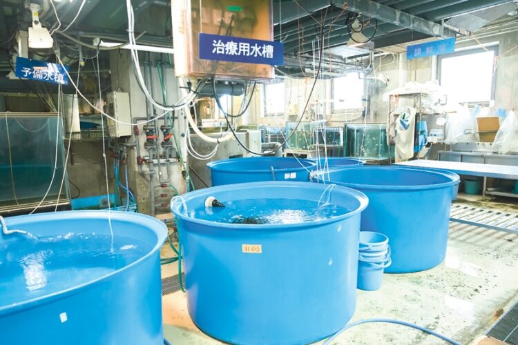 傷ついたり、体調の悪い魚を個別に治療し、経過を観察するスペースが設けられている