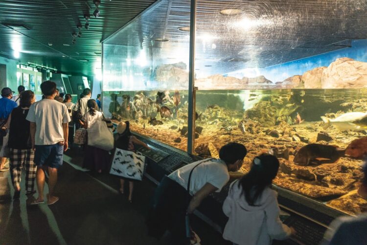 ナイトアドベンチャーでは普段目にしない夜の魚たちを観察できる