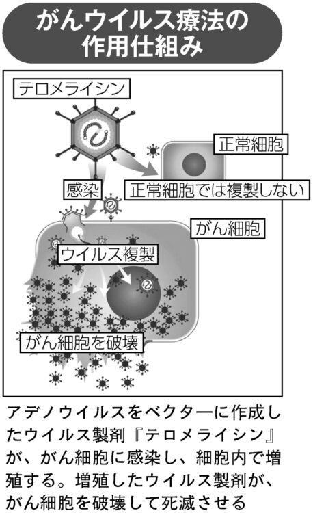 がんウイルス療法の作用仕組み