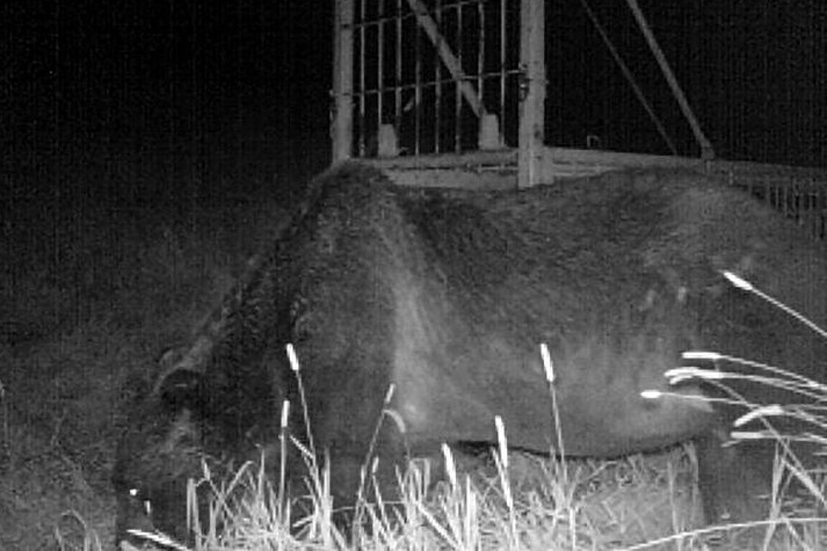 牧牛60頭を襲撃する最凶ヒグマ「OSO18」を撃て！ ハンターら“命懸けのボランティア”｜NEWSポストセブン