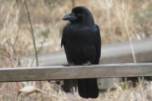 「鳥害」の実態 農地では約半分がカラスによるもの、鳥の数自体は急増していない
