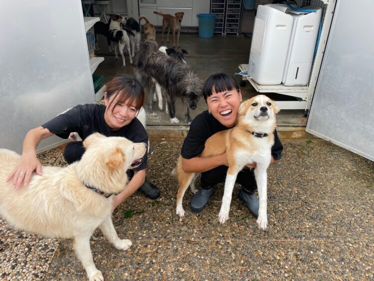 家族が見つかるまで、犬猫たちが安心して過ごせる環境を作っている。