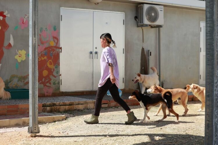 宮古島の年間平均気温は23度。保護犬猫たちは通常、空調の整った屋内で過ごし、交替で屋外に出て遊ぶ。