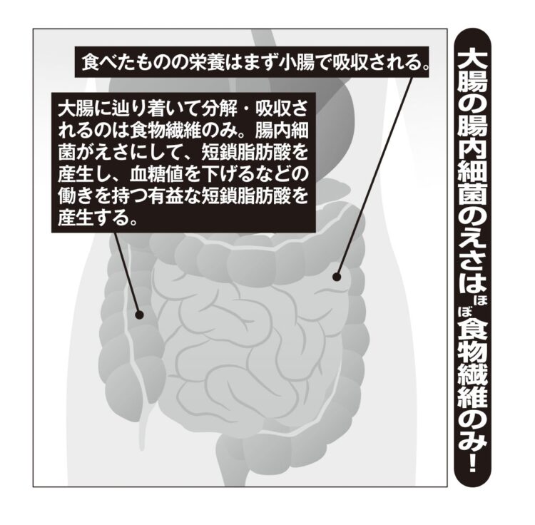 大腸の腸内細菌のえさはほぼ食物繊維