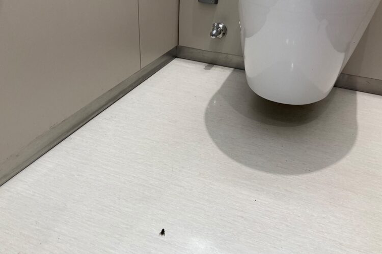 トイレには虫も発生