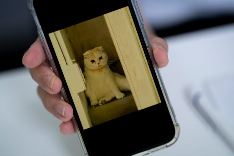 保護ネコ・イヌへの関心も強い（写真／藤岡雅樹）