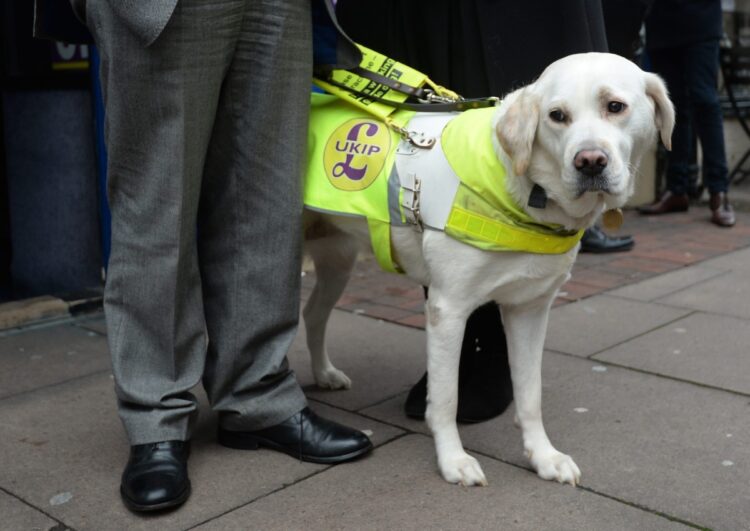 盲導犬や補助犬を育成すると称した街頭での募金活動には、素性が不明な団体を名乗るものもある（イメージ、EPA＝時事）