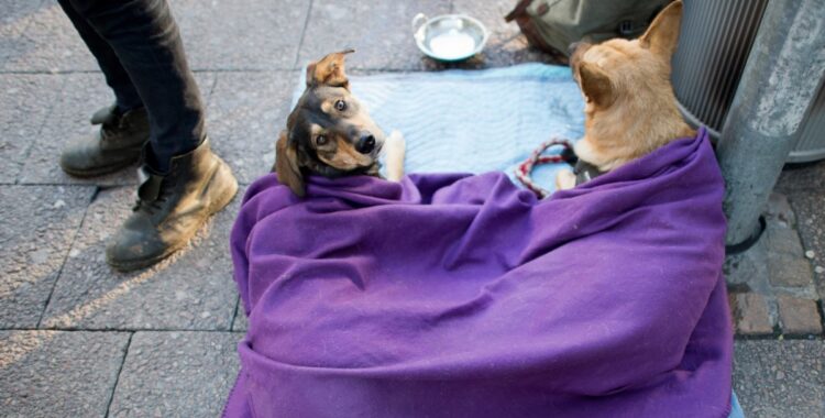 ホームレスとともに街頭で活動する犬たち（イメージ、dpa/時事通信フォト）