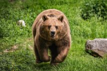 母グマが子グマをけしかけて人を襲わせることも（写真／GettyImages）