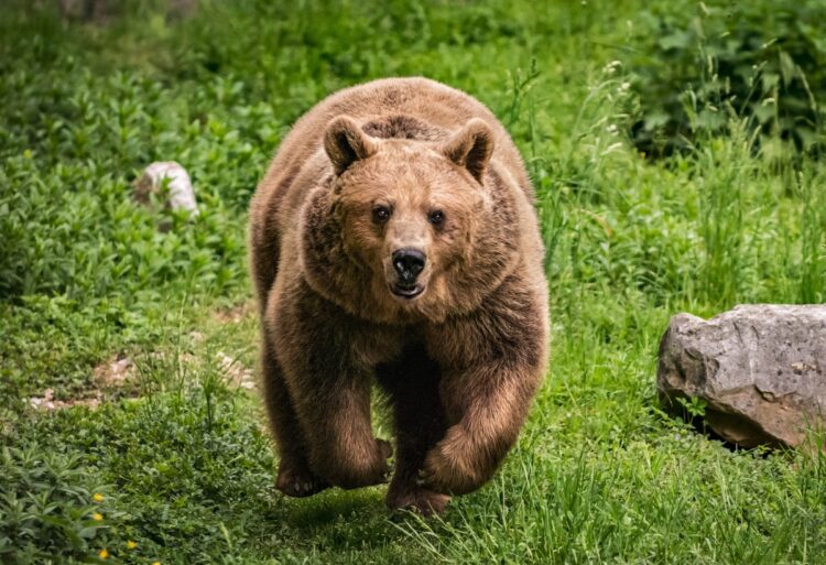 母グマが子グマをけしかけて人を襲わせることも（写真／GettyImages）