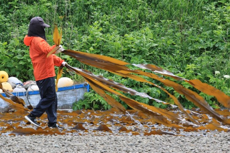 水揚げされたコンブを巧みな手さばきで天日干しにする