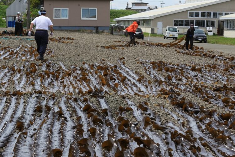 水揚げしてすぐに乾燥しないと品質が落ちるため、陽射しがないと漁は中止になる