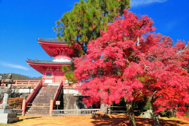 （写真／アフロ）