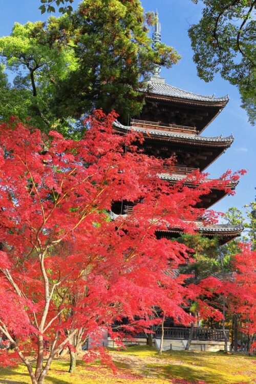 （写真／アフロ）