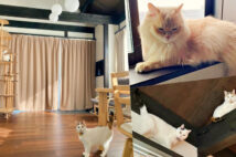 猫好きさん夢のシェアハウス！ 獣医師が運営、定期健診つきで愛猫の健康を守る 「KOTERA」東京都大田区