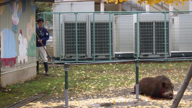 最初は電気槍での捕獲を試みたという