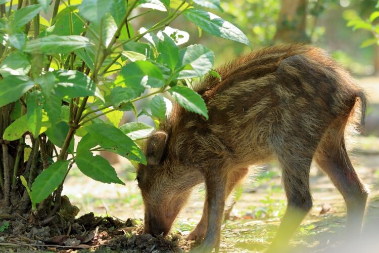 野生のイノシシなどによる獣害が増えた背景は？（イメージ）