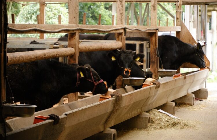 親牛37頭を飼う藤山さんの牛舎は明るく清潔で牛たちも穏やか