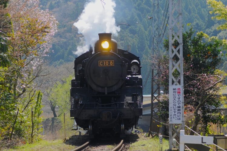 家山駅付近を走る大井川鉄道のSL（撮影：小川裕夫