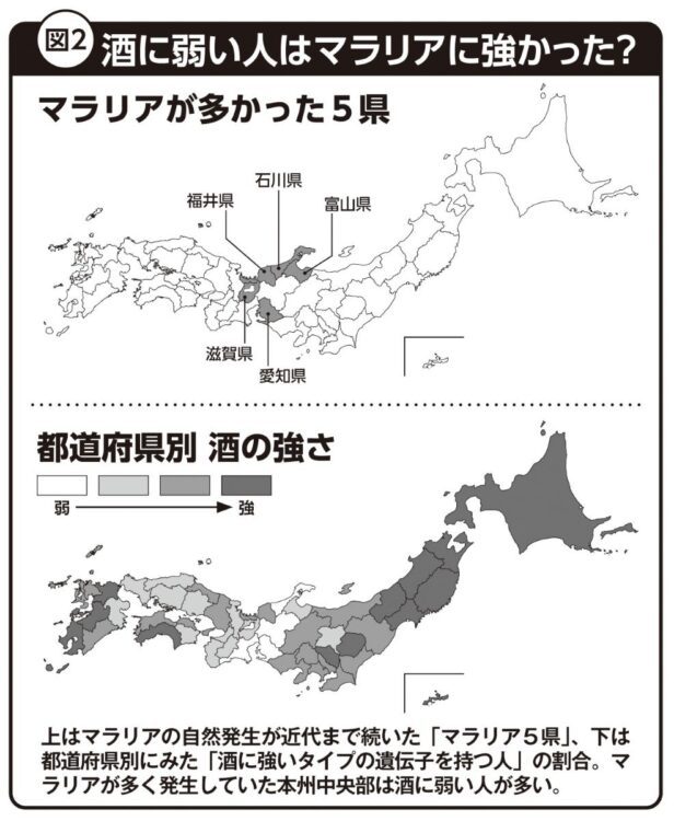 酒に弱い人はマラリアに強かった？