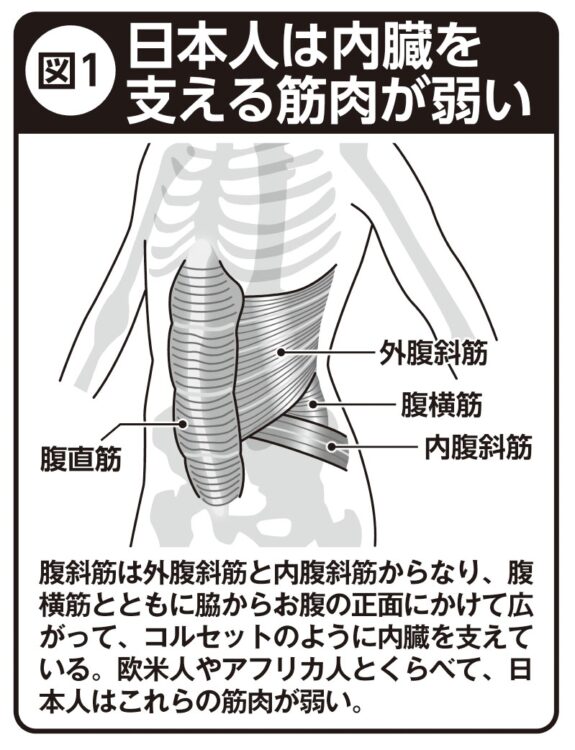 日本人は内臓を支える筋肉が弱い