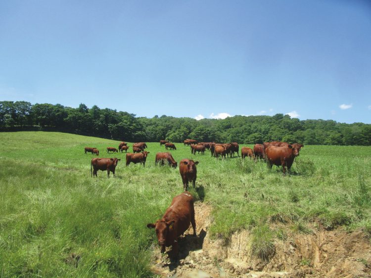 370ヘクタールの敷地で300頭が自由奔放に育つ。牛の排泄物は堆肥にして、牧草を育てる。八雲牧場内では日本短角種を中心に300頭が飼育されている