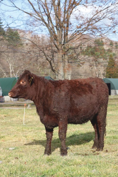 霜降りが少ない日本短角種牛。牧場で育つ日本短角種牛（交雑牛を含む）は、和牛のなかでも大型で筋肉質。ヘルシーで栄養価が高いのが特徴だ