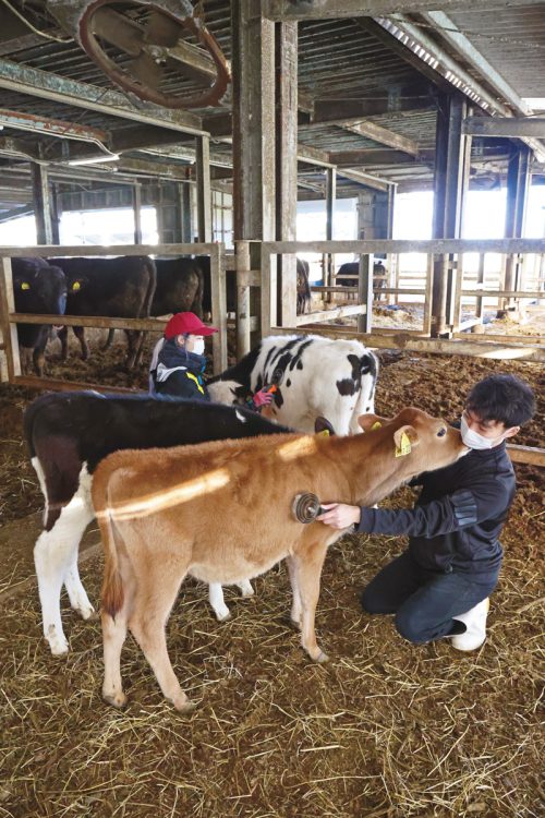 黒毛和牛140頭のほか、乳牛・豚も飼育。ブラッシングをする農学部の学生。乳牛も飼育し、独自ブランドの「宮崎大学Milk」の生産・販売も行なう
