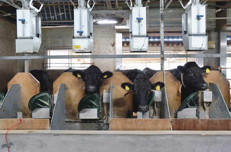 与える餌の量は機械で調整されている。牛舎で飼料を食べる肥育牛。個別の首輪に対応した扉のみが開き、頭上にある機械から適量の飼料が出る仕組み