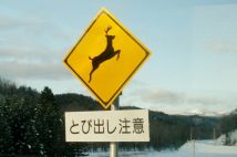 ドライブ中に飛び出てきた「鹿」が原因で他の車に衝突したら賠償責任はどうなるか? 弁護士が解説