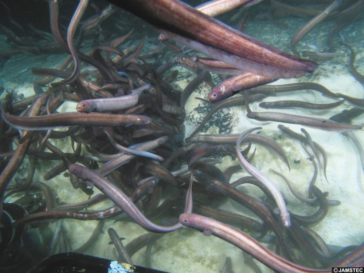 相模湾の水深920メートルで「コンゴウアナゴ」が鯨肉を餌とする様子（写真提供／海洋研究開発機構）